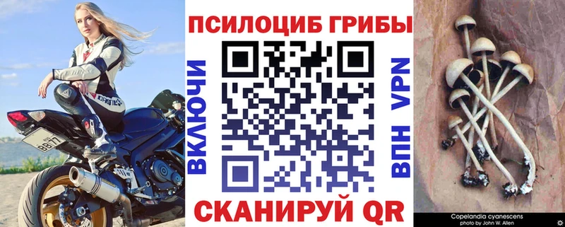 где купить наркотик  Краснокаменск  KRAKEN ТОР  Псилоцибиновые грибы Psilocybe 